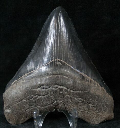 Black Megalodon Tooth - Medway Sound, GA #14468